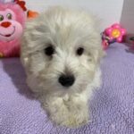 Chanel – Toy Chonzer $2400