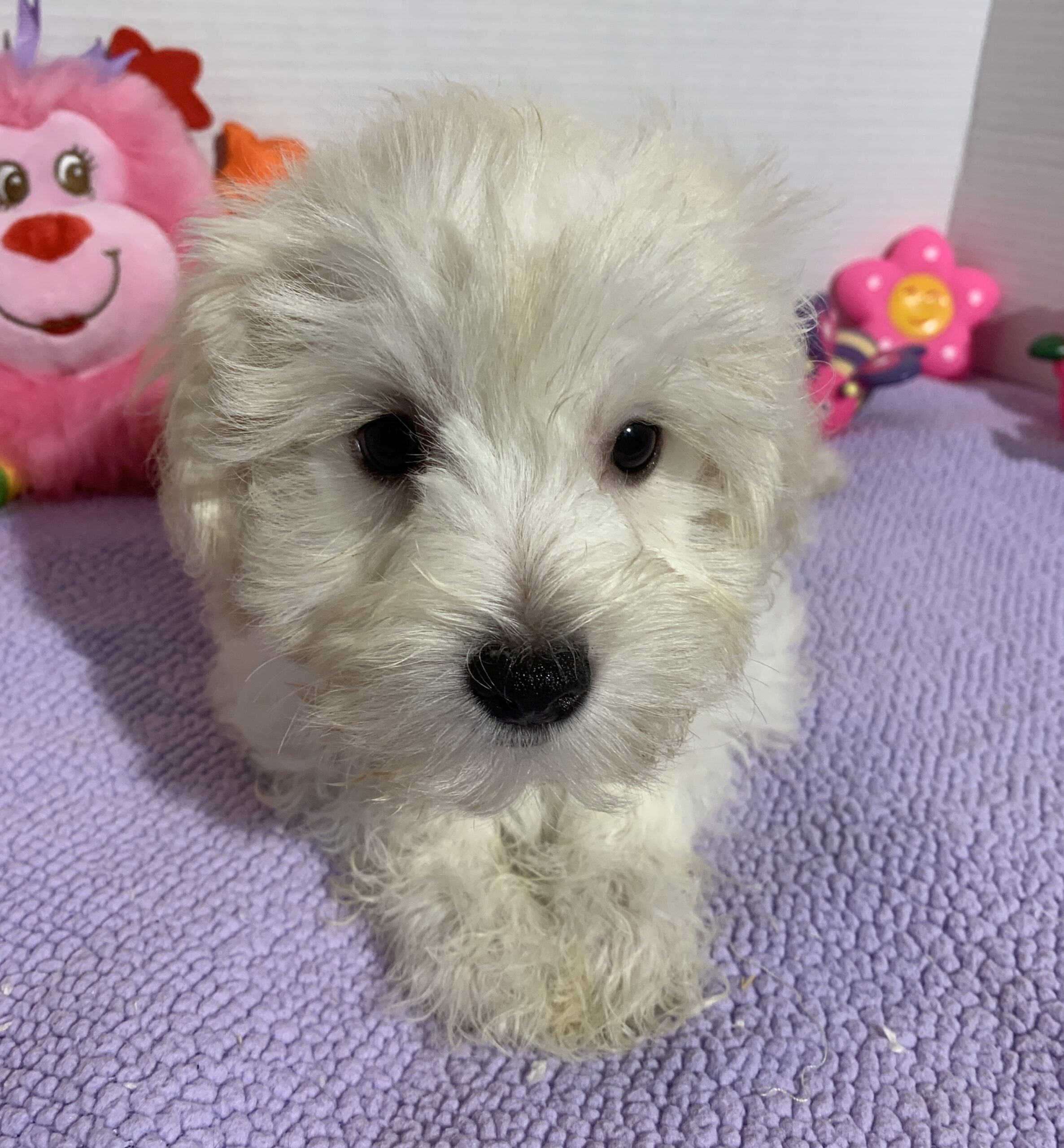 Chanel – Toy Chonzer $2400