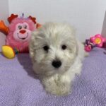 Chanel – Toy Chonzer $2400