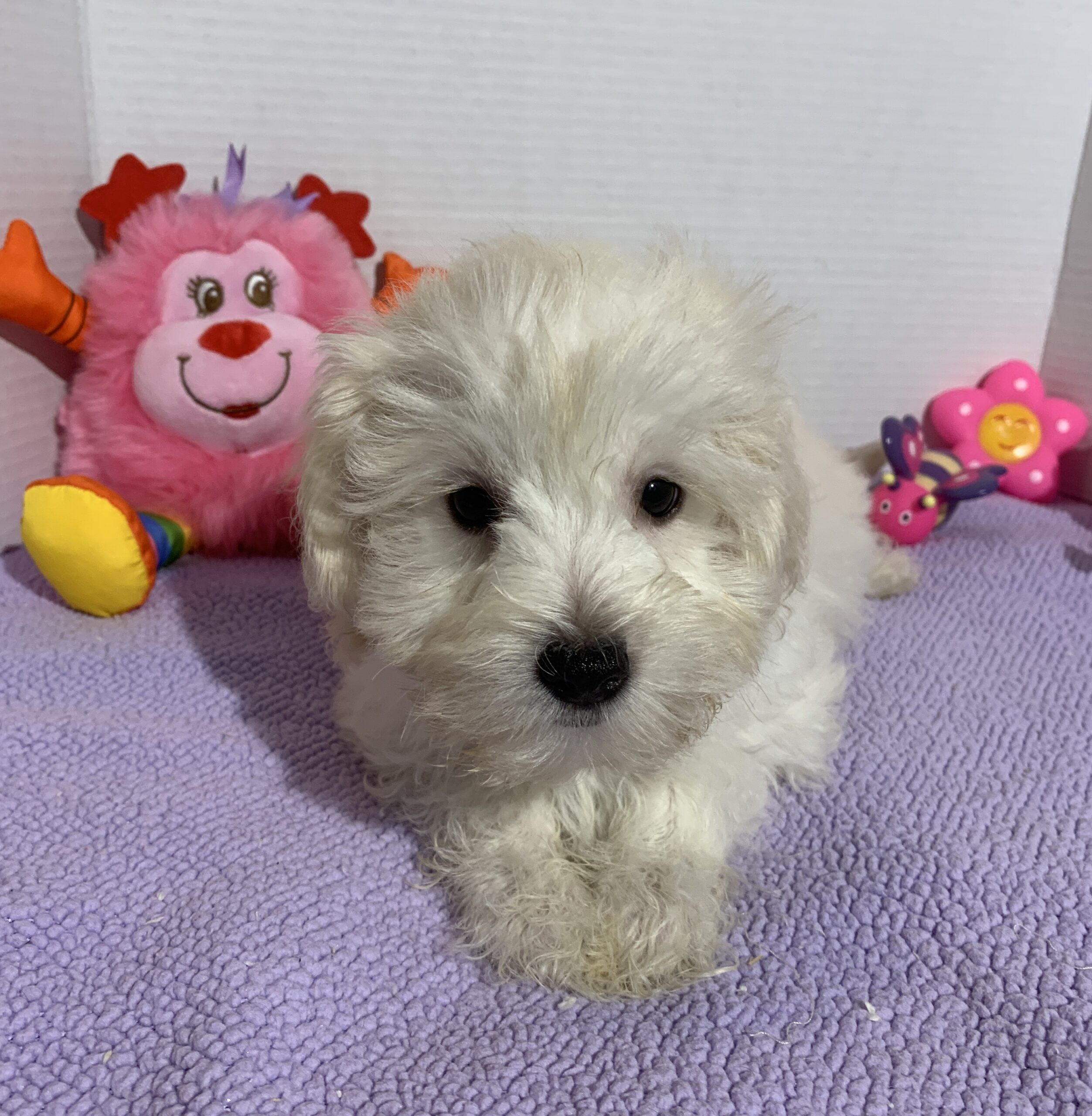 Chanel – Toy Chonzer $2400