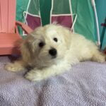 Chanel – Toy Chonzer $1500
