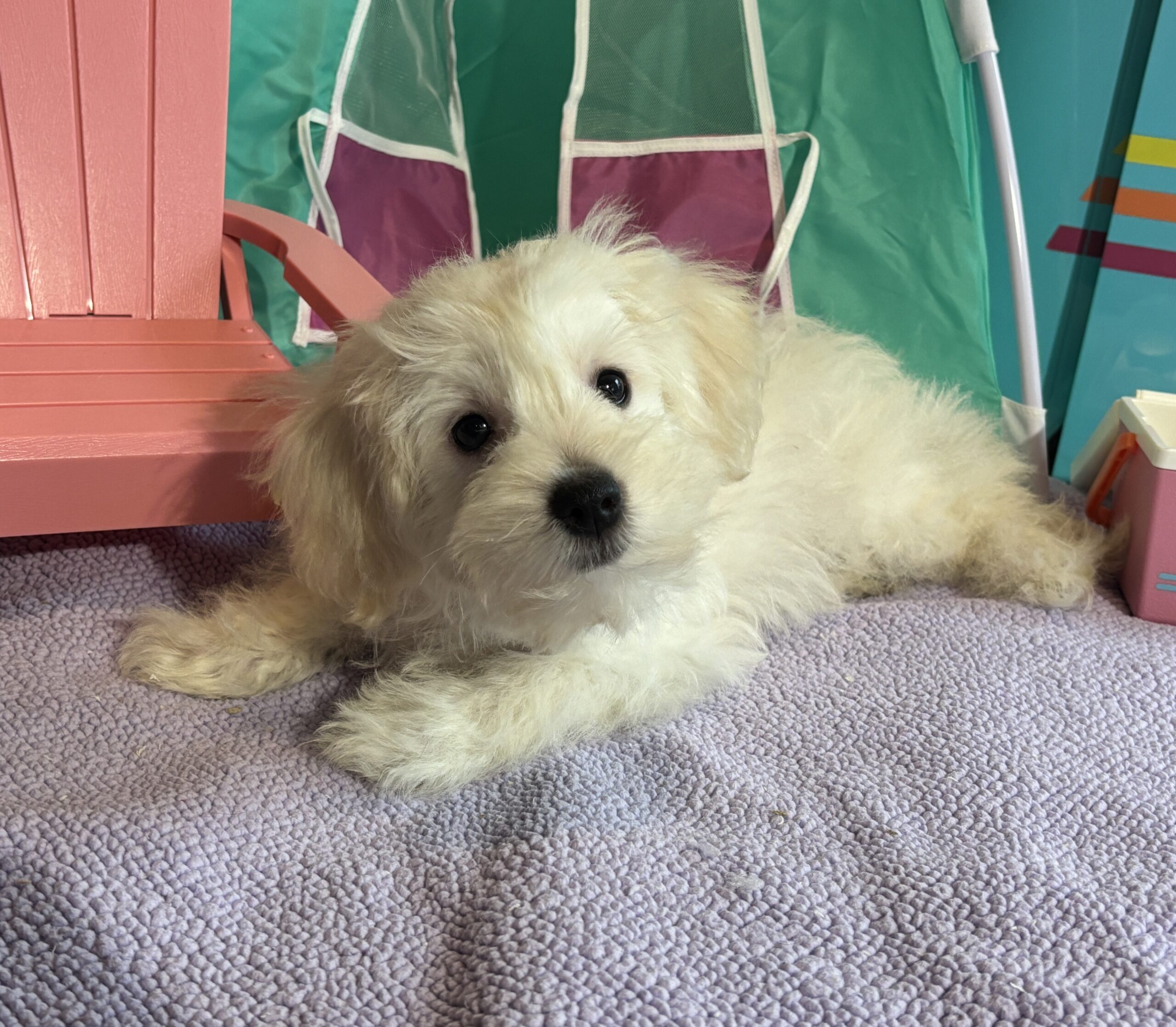 Chanel – Toy Chonzer $1500