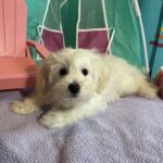 Chanel – Toy Chonzer $1500