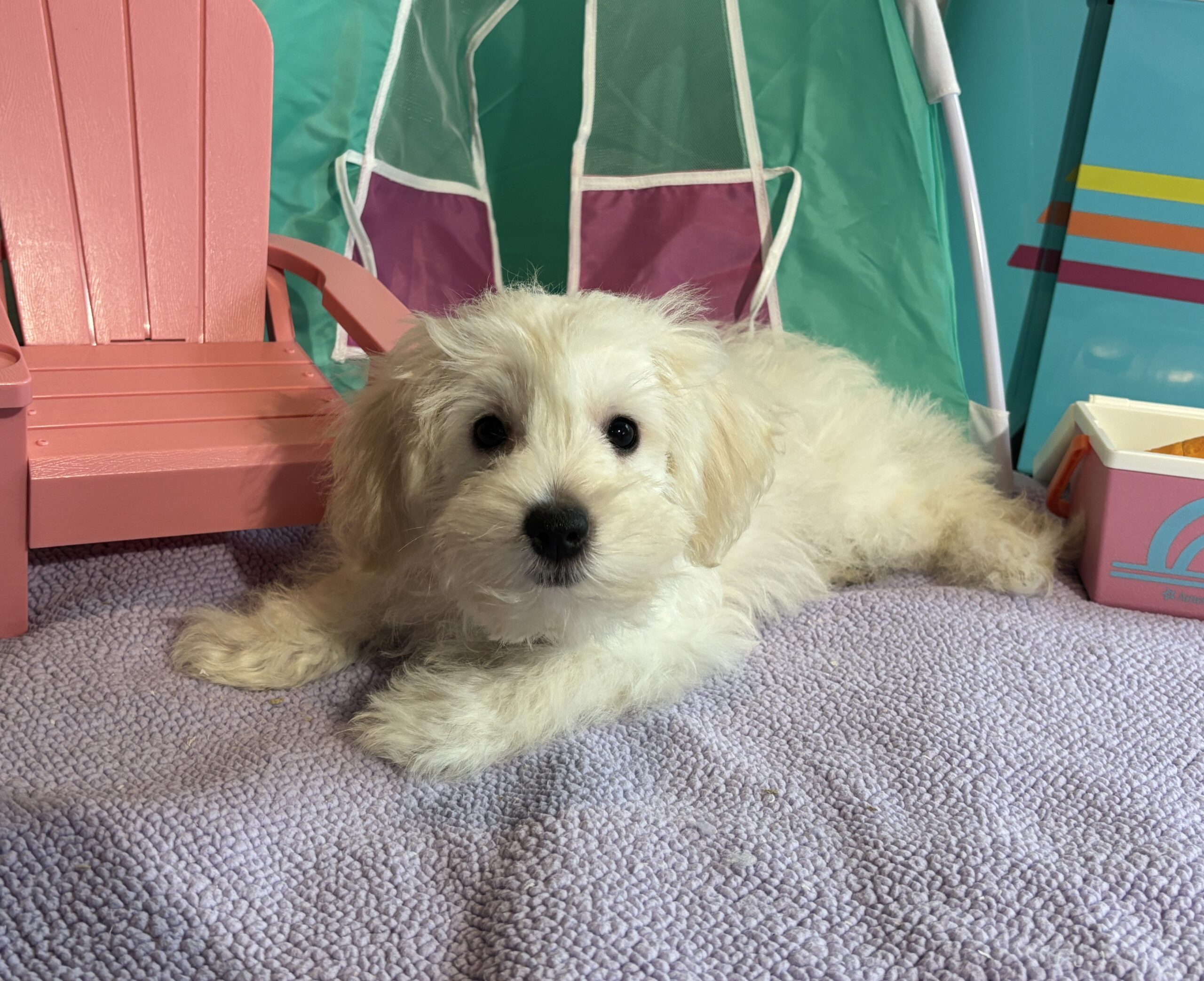 Chanel – Toy Chonzer $1500