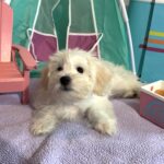 Chanel – Toy Chonzer $1500