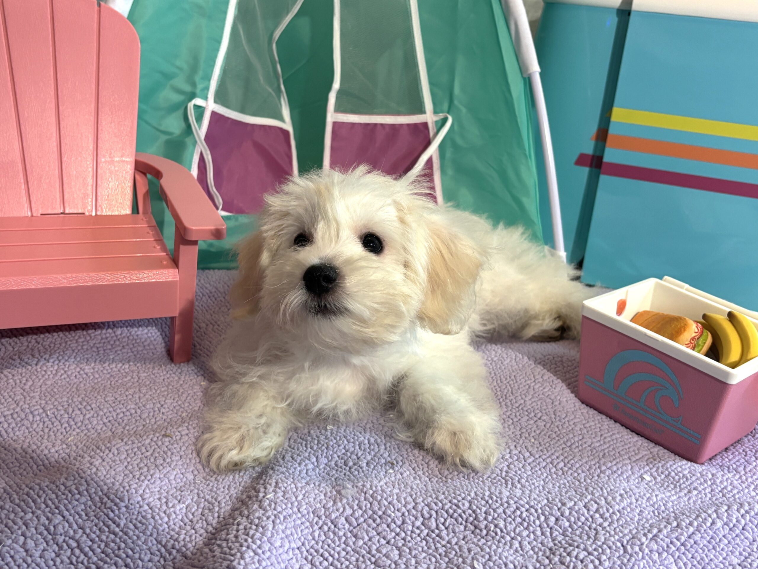 Chanel – Toy Chonzer $1500