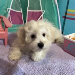 Chanel – Toy Chonzer $1500