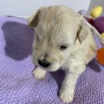 Chanel – Chonzer $2400
