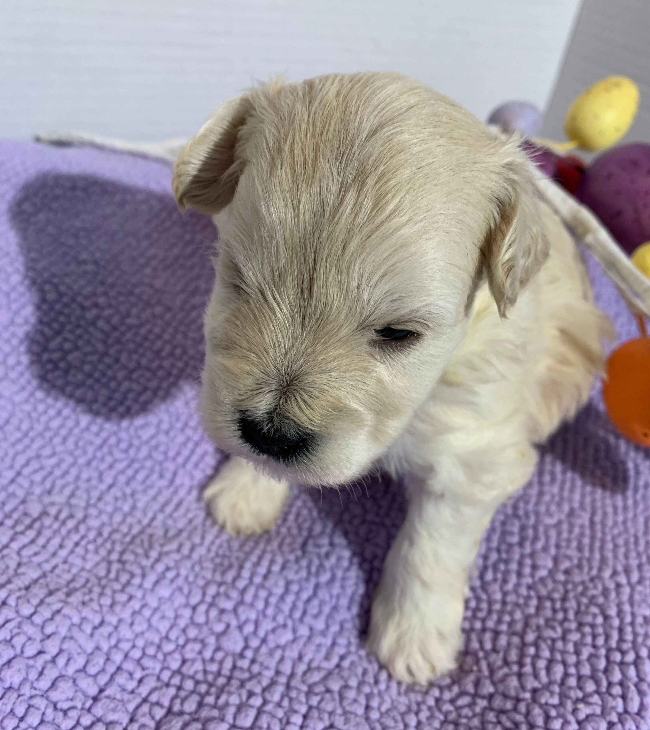 Chanel – Chonzer $2400