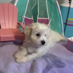 Chanel – Toy Chonzer $1500