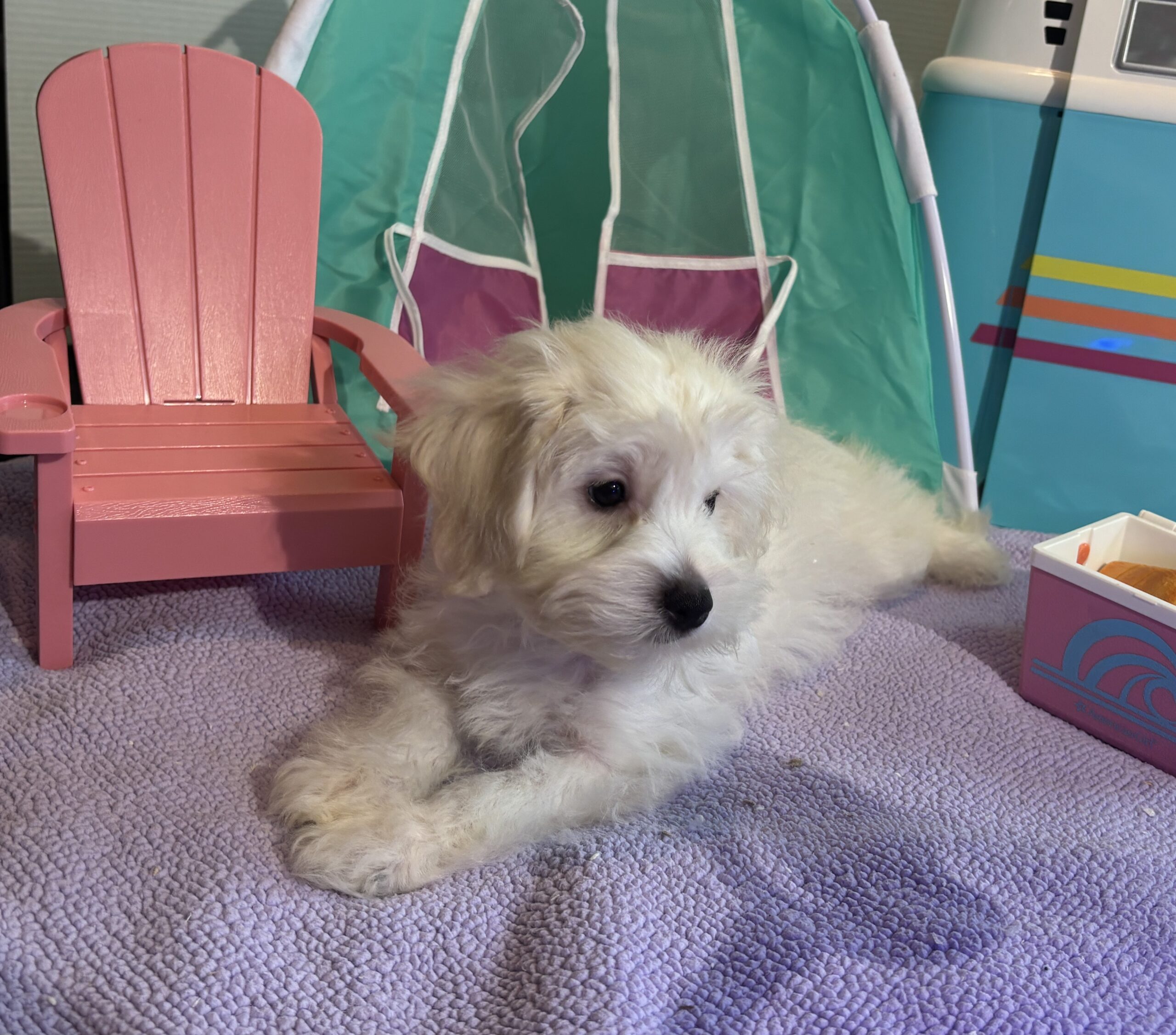 Chanel – Toy Chonzer $1500