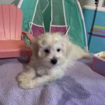 Chanel – Toy Chonzer $1500