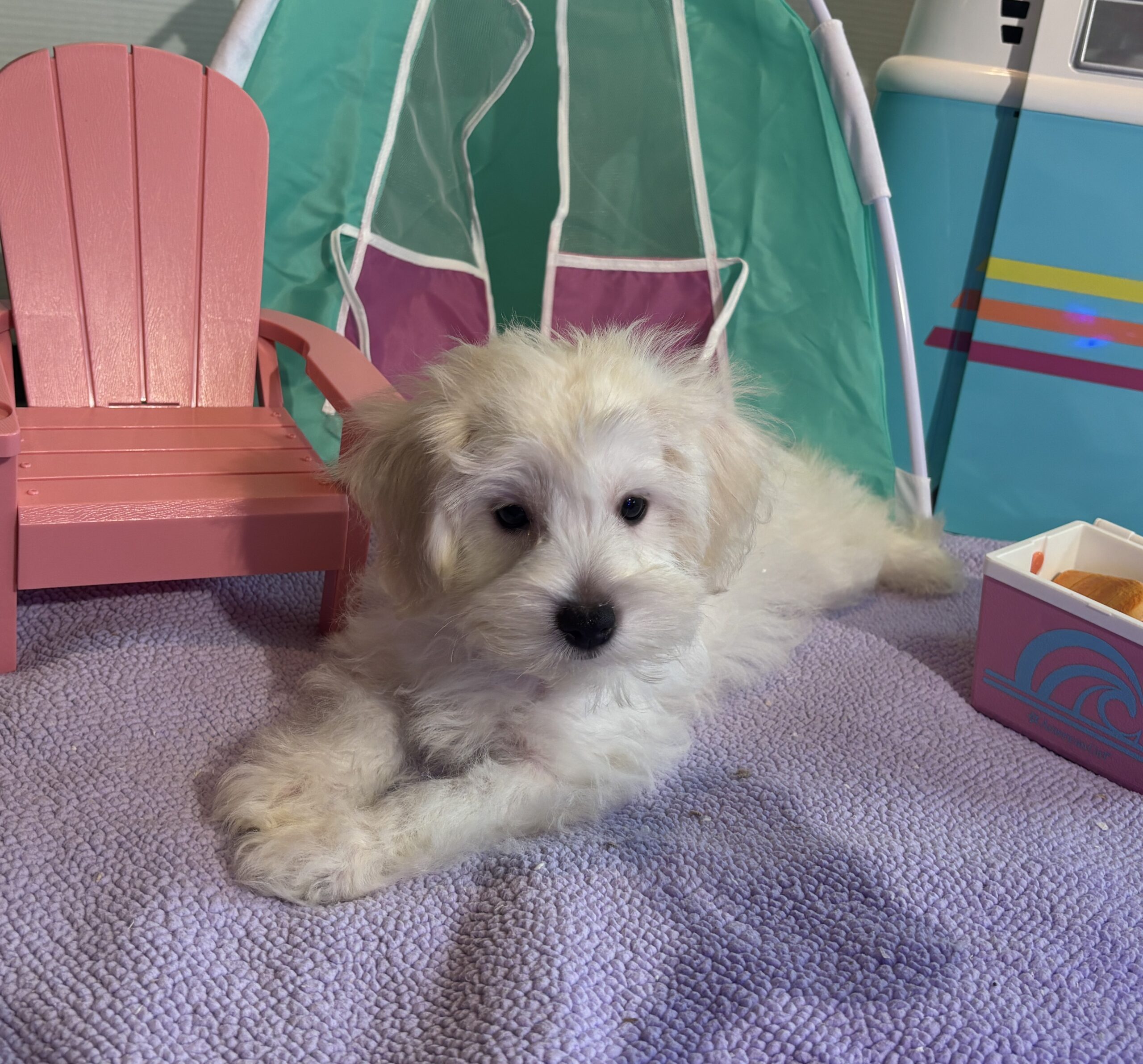 Chanel – Toy Chonzer $1500