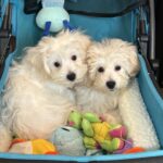 Chanel – Toy Chonzer $1500