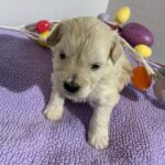 Chanel – Chonzer $2400
