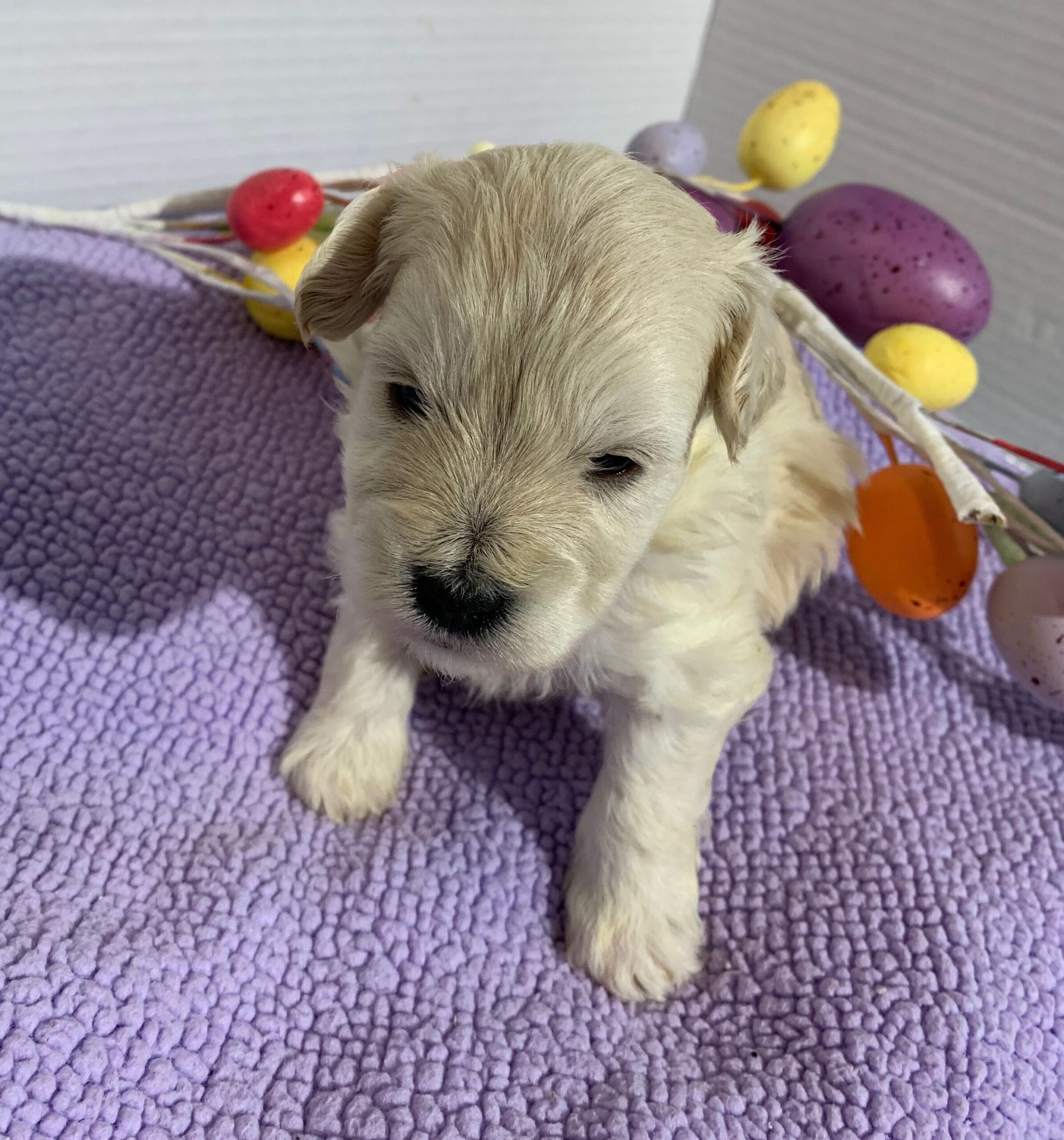 Chanel – Chonzer $2400