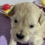 Chanel – Chonzer $2400