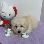 Chelsea – Toy Chonzer $2400
