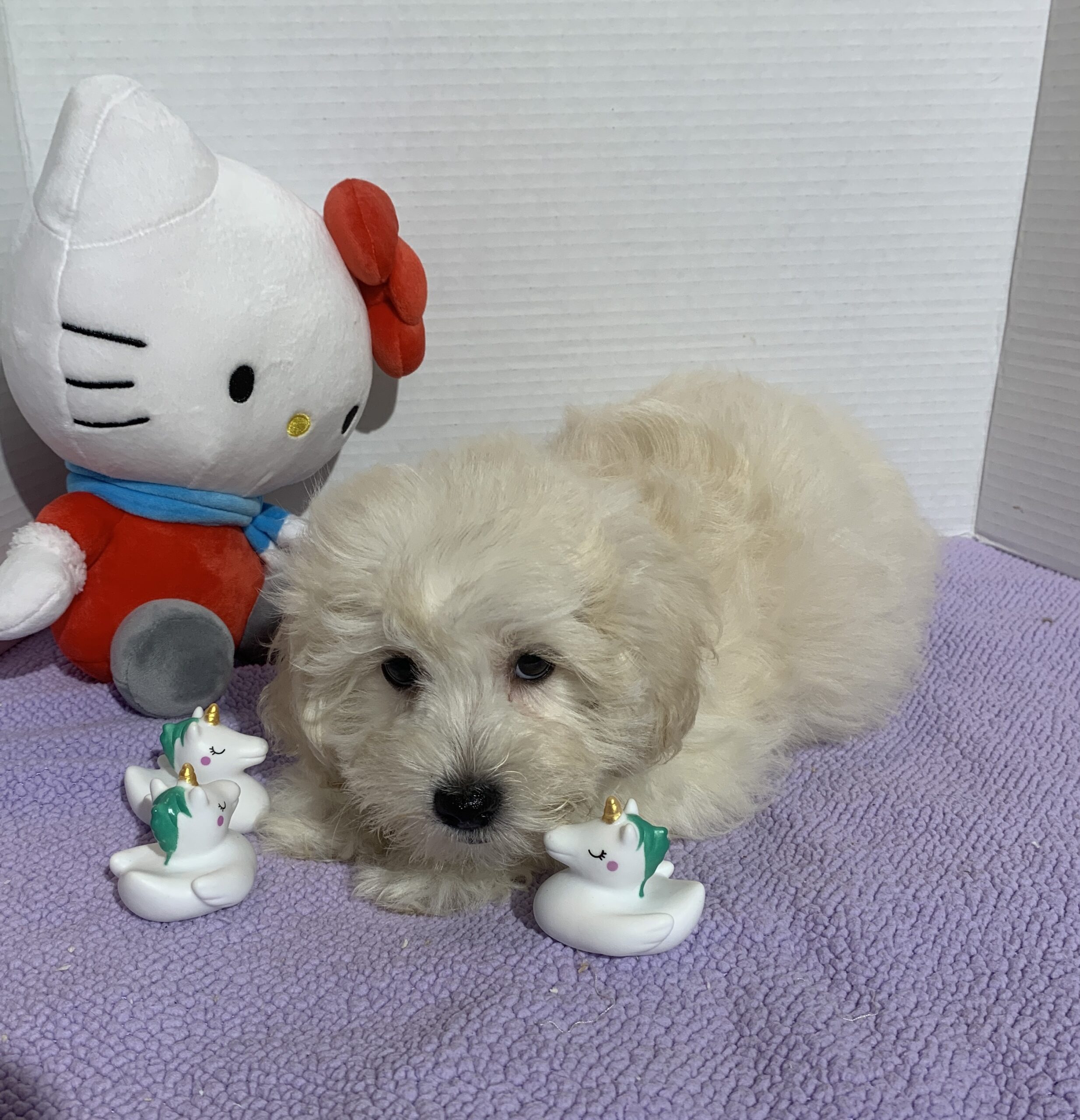 Chelsea – Toy Chonzer $2400