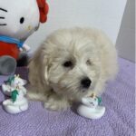Chelsea – Toy Chonzer $2400