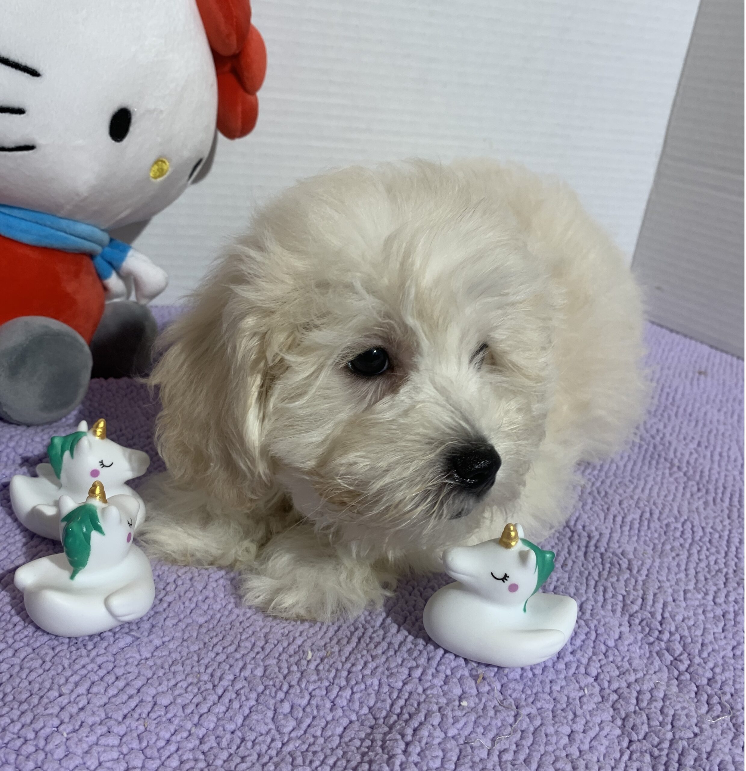 Chelsea – Toy Chonzer $2400