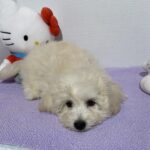 Chelsea – Toy Chonzer $2400