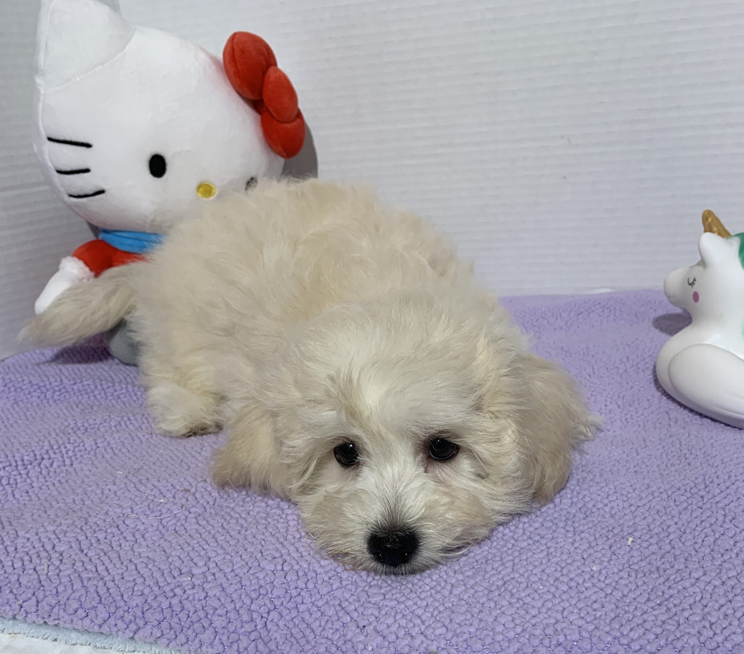 Chelsea – Toy Chonzer $2400