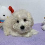 Chelsea – Toy Chonzer $2400
