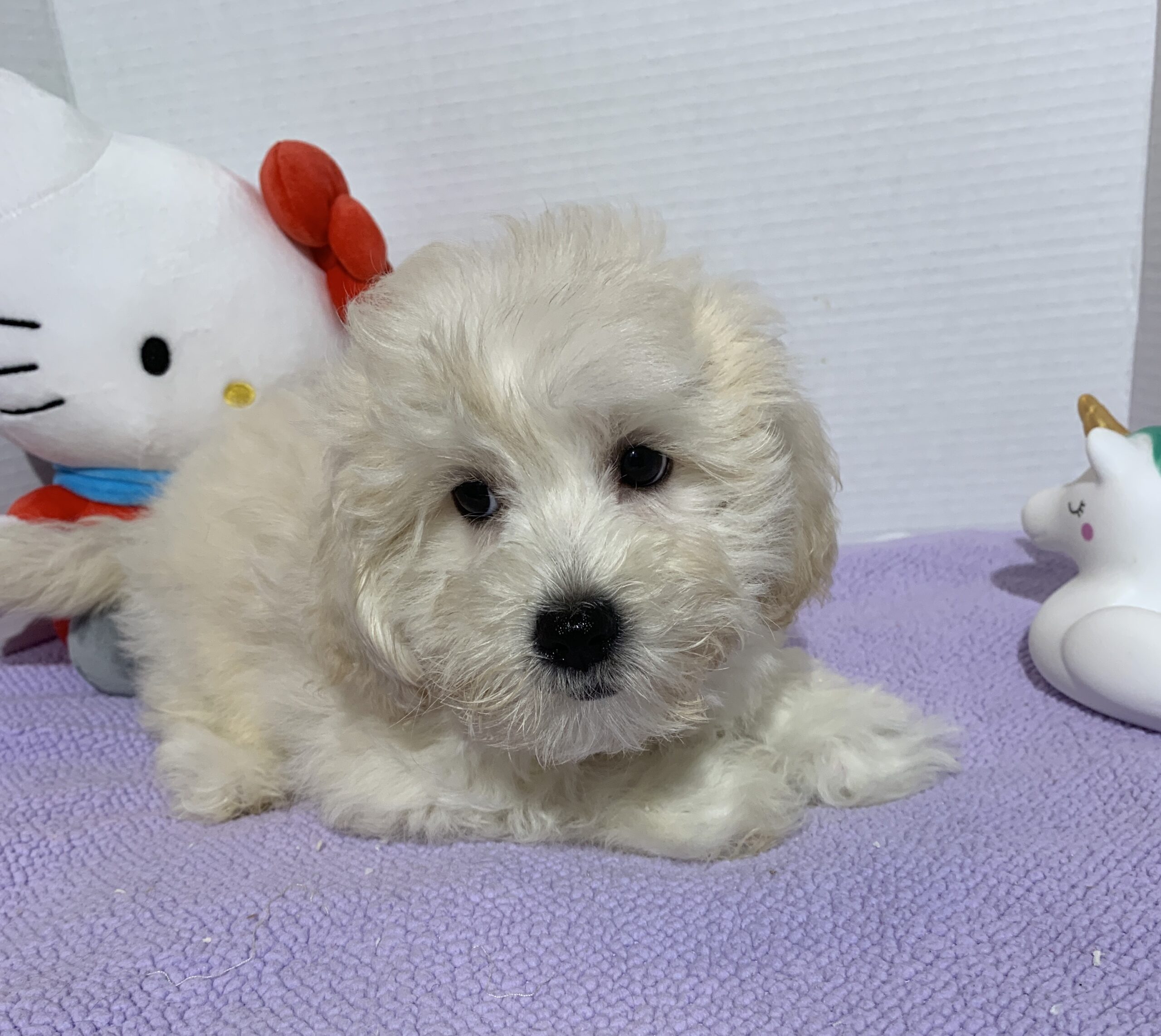 Chelsea – Toy Chonzer $2400