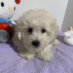 Chelsea – Toy Chonzer $2400