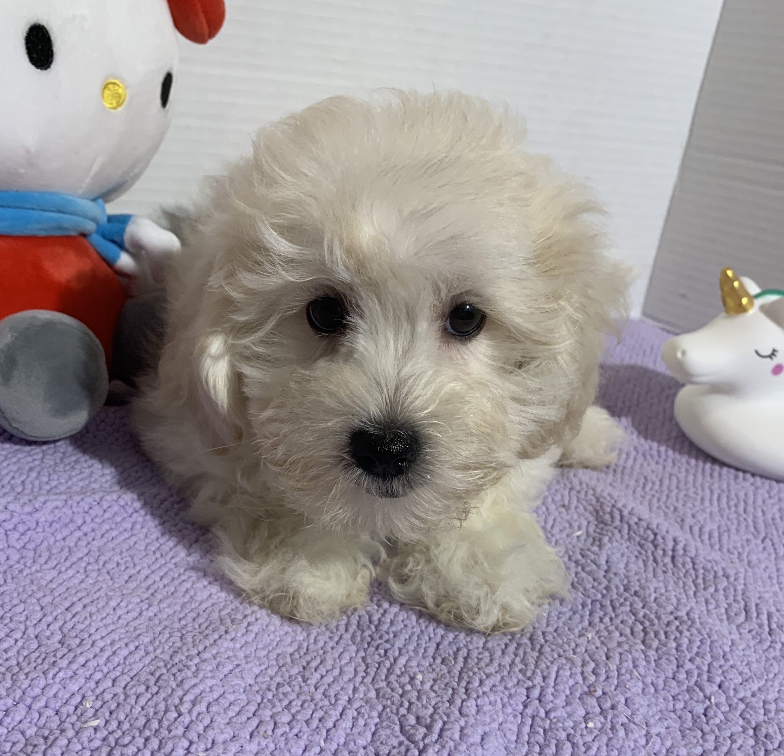 Chelsea – Toy Chonzer $2400