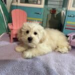 Chelsea – Toy Chonzer $1500