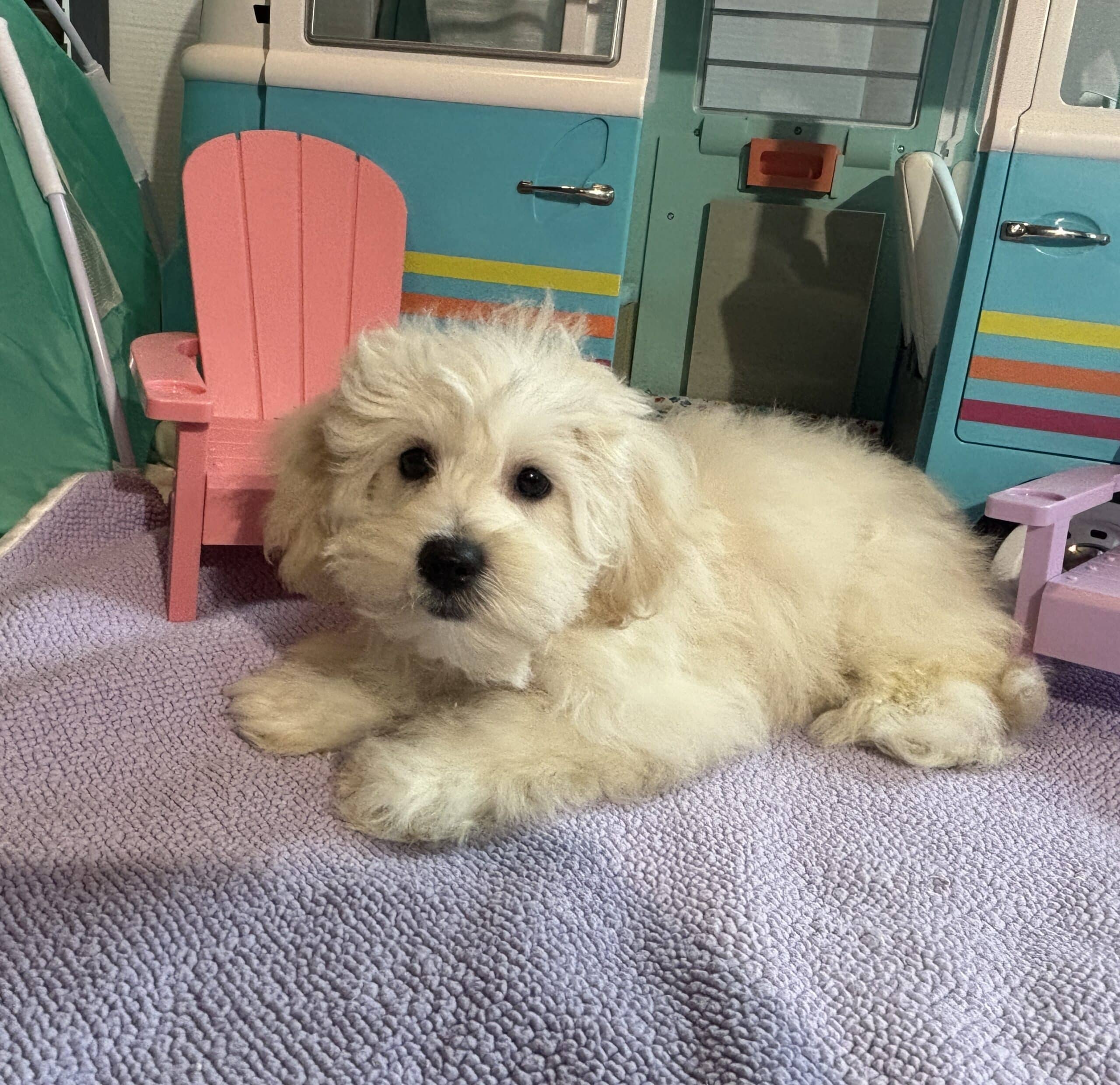Chelsea – Toy Chonzer $1500