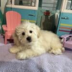 Chelsea – Toy Chonzer $1500