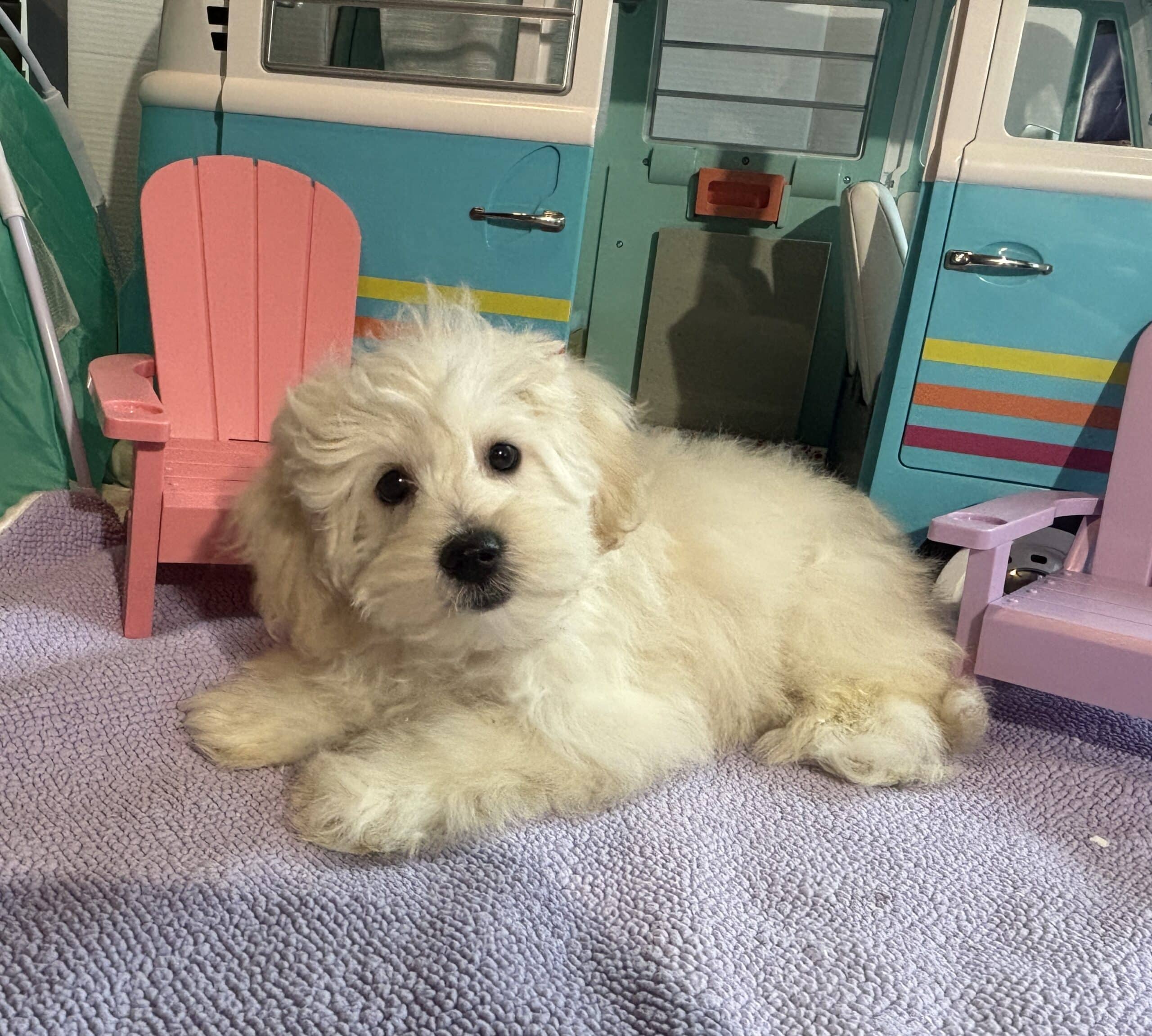 Chelsea – Toy Chonzer $1500