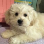 Chelsea – Toy Chonzer $1500