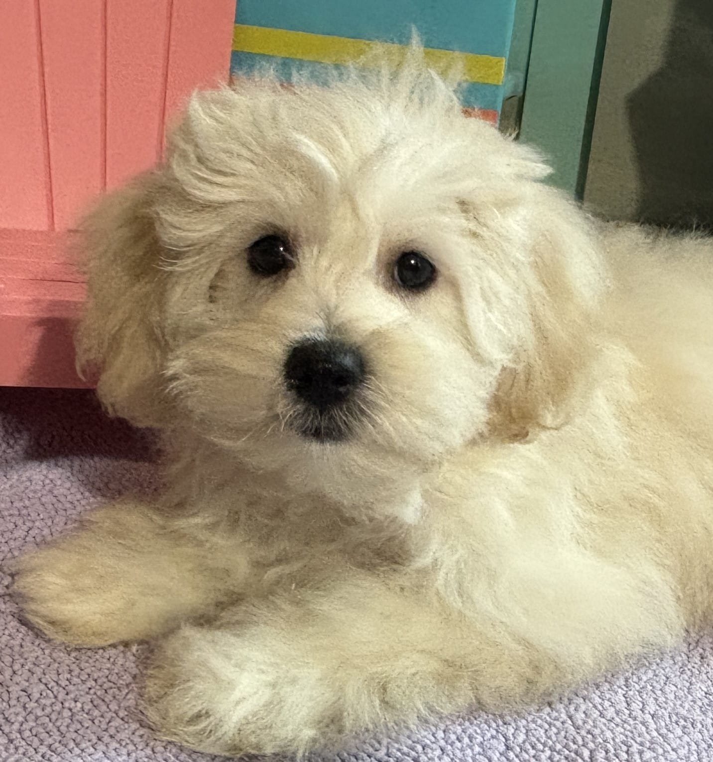 Chelsea – Toy Chonzer $1500