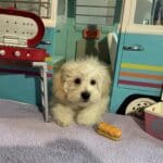 Chelsea – Toy Chonzer $1500