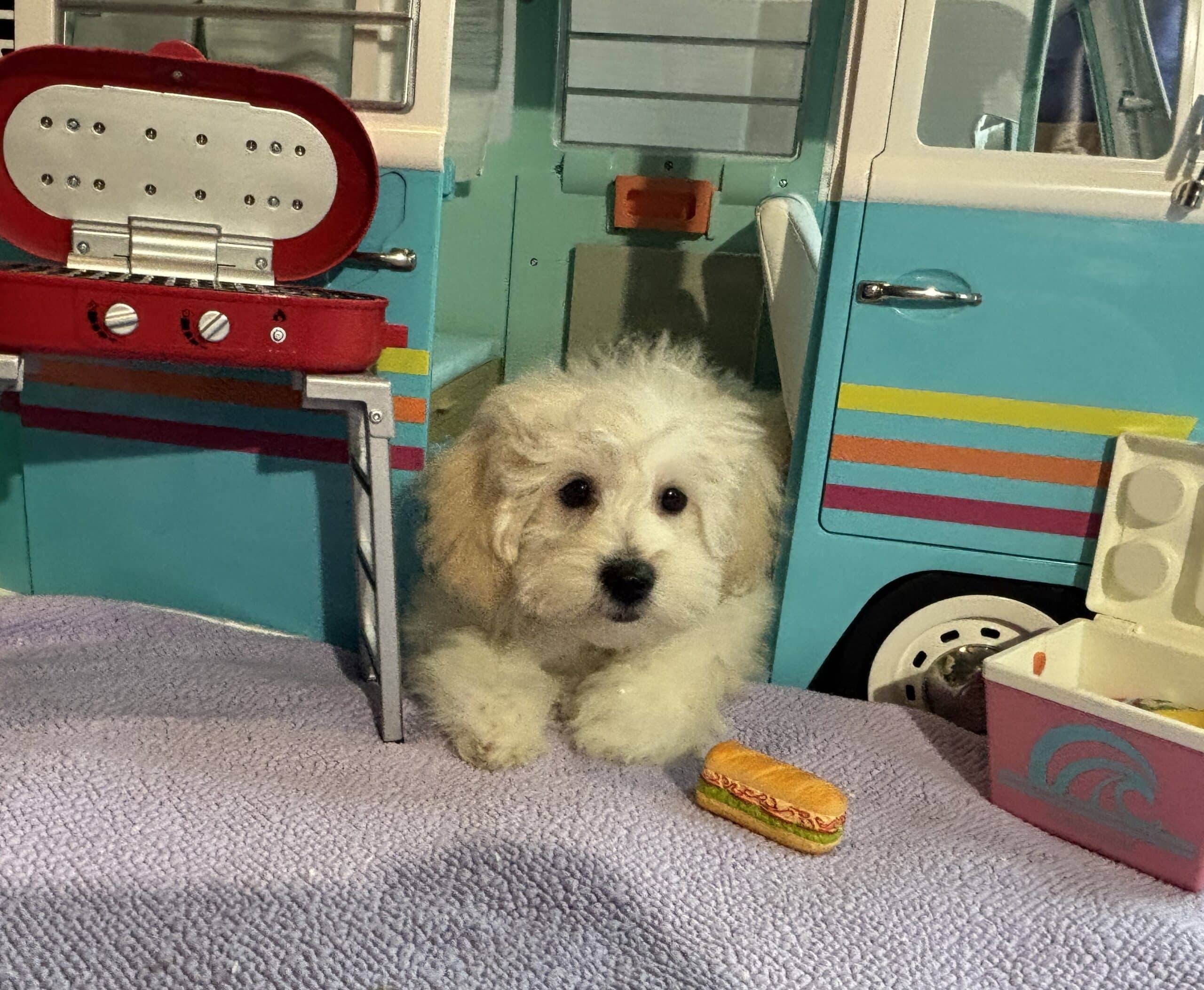 Chelsea – Toy Chonzer $1500