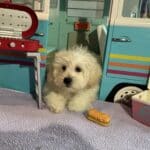 Chelsea – Toy Chonzer $1500