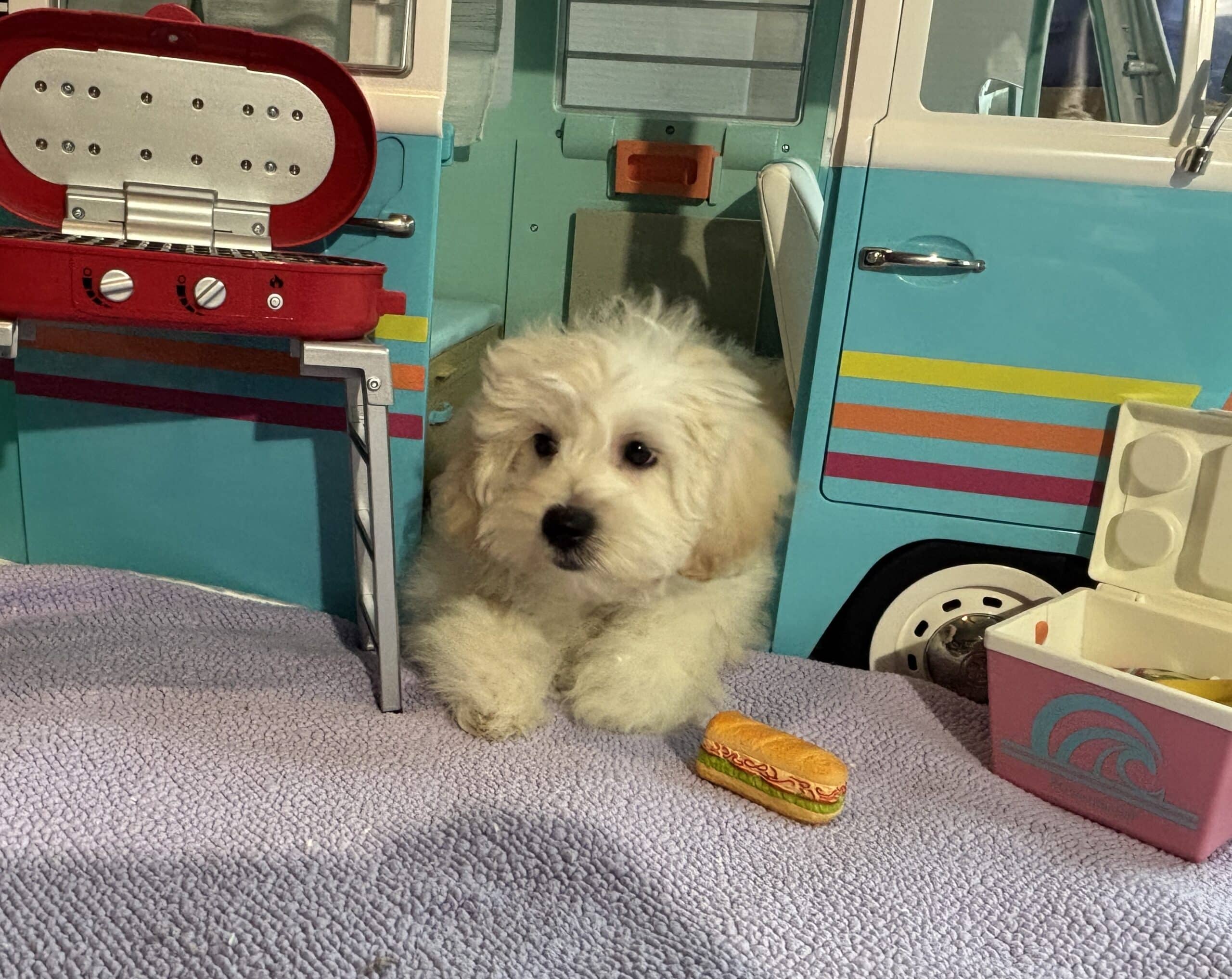 Chelsea – Toy Chonzer $1500