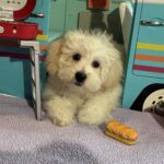 Chelsea – Toy Chonzer $1500