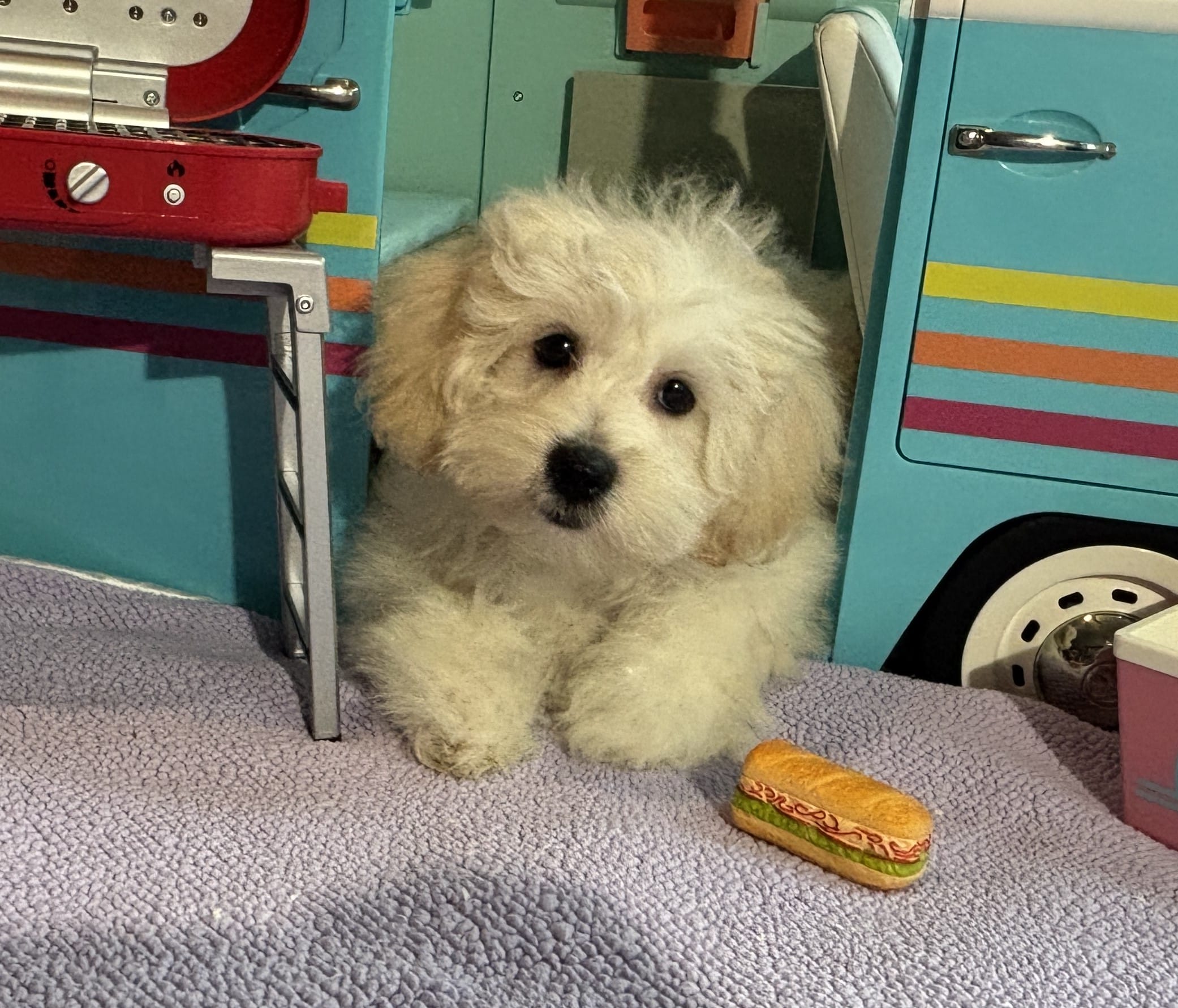 Chelsea – Toy Chonzer $1500