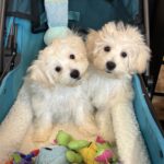 Chelsea – Toy Chonzer $1500