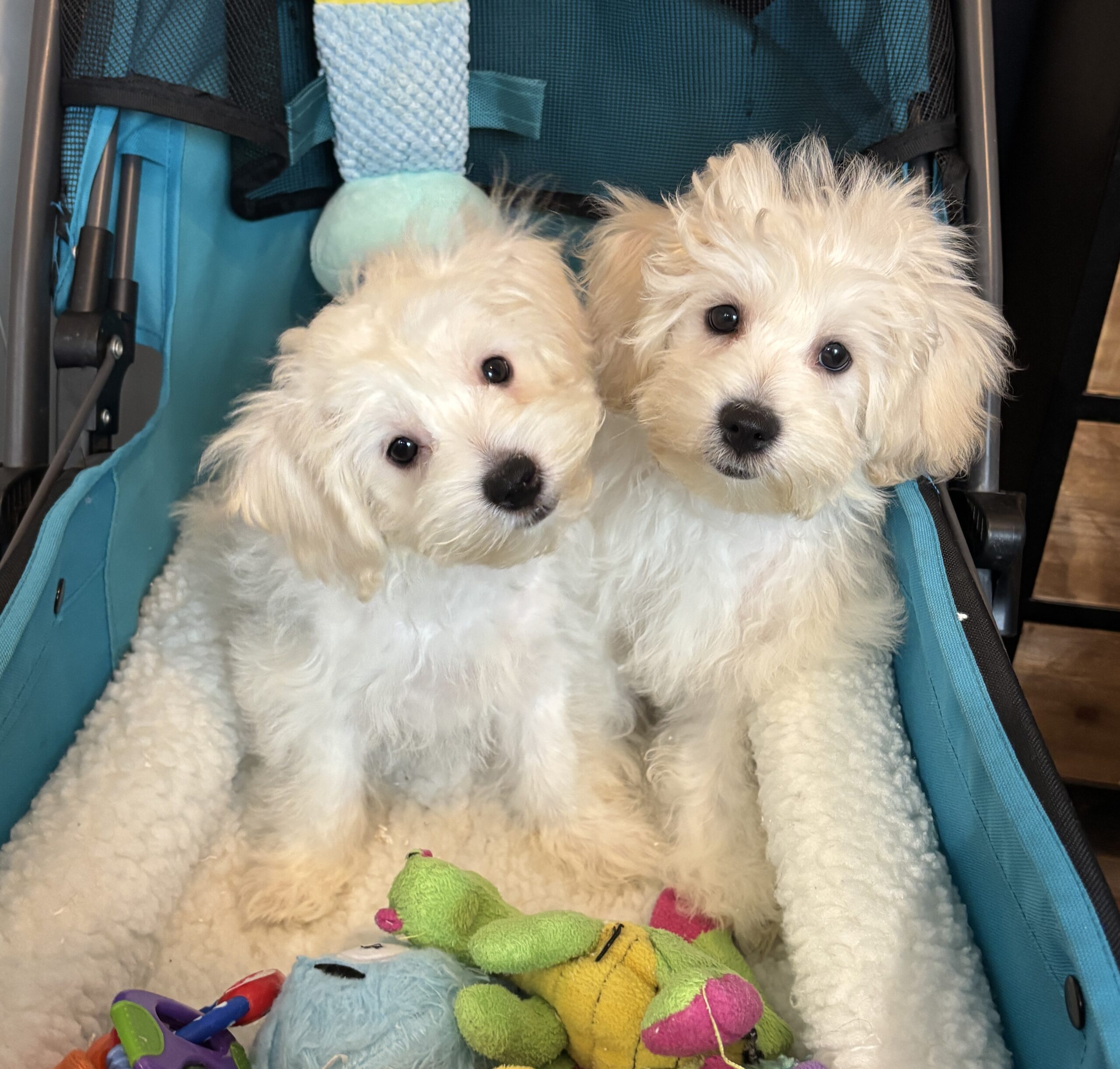 Chelsea – Toy Chonzer $1500