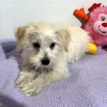 Felicity – Miniature Schnauzer SALE!!