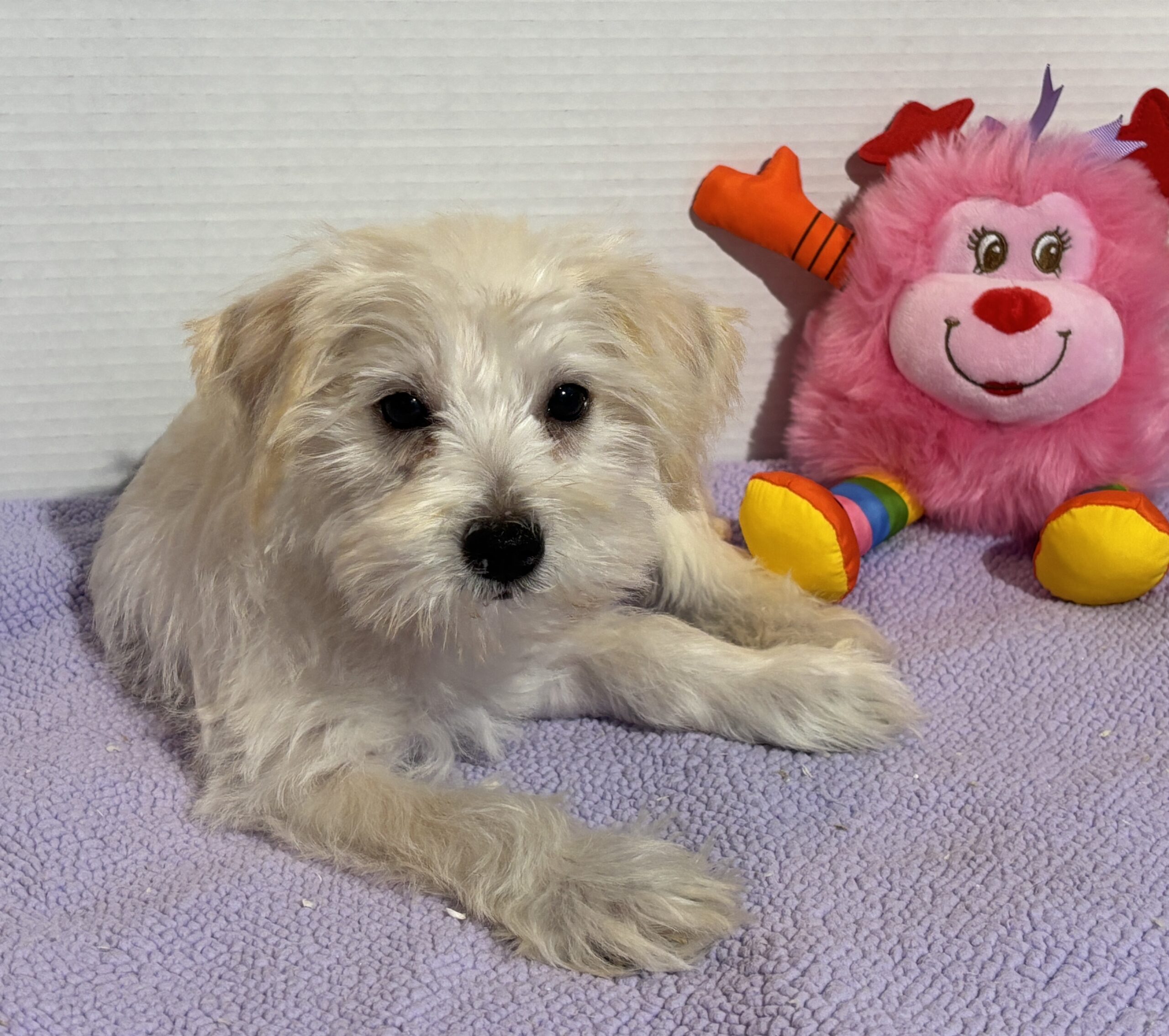 Felicity – Miniature Schnauzer SALE!!