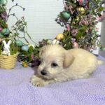Felicity – Miniature Schnauzer $2200