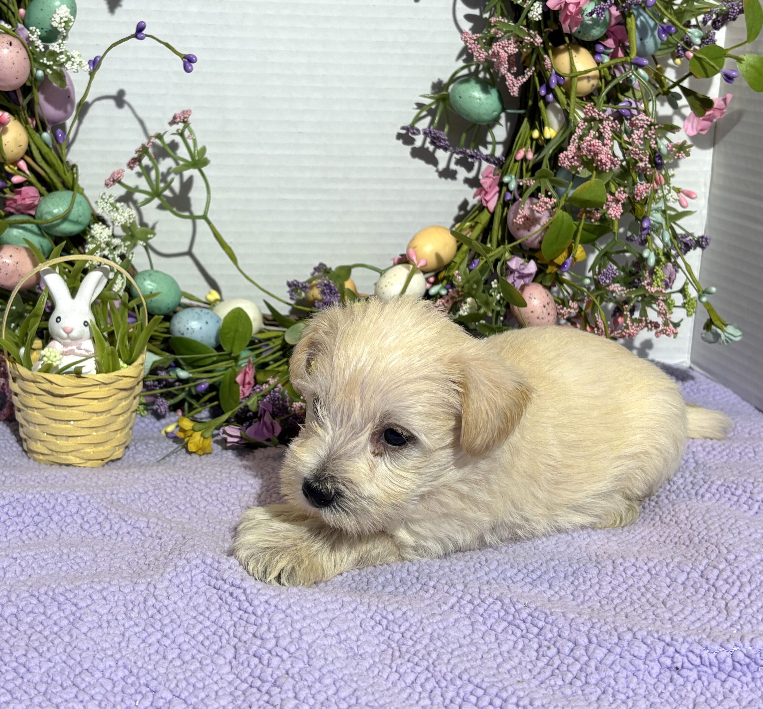 Felicity – Miniature Schnauzer $2200