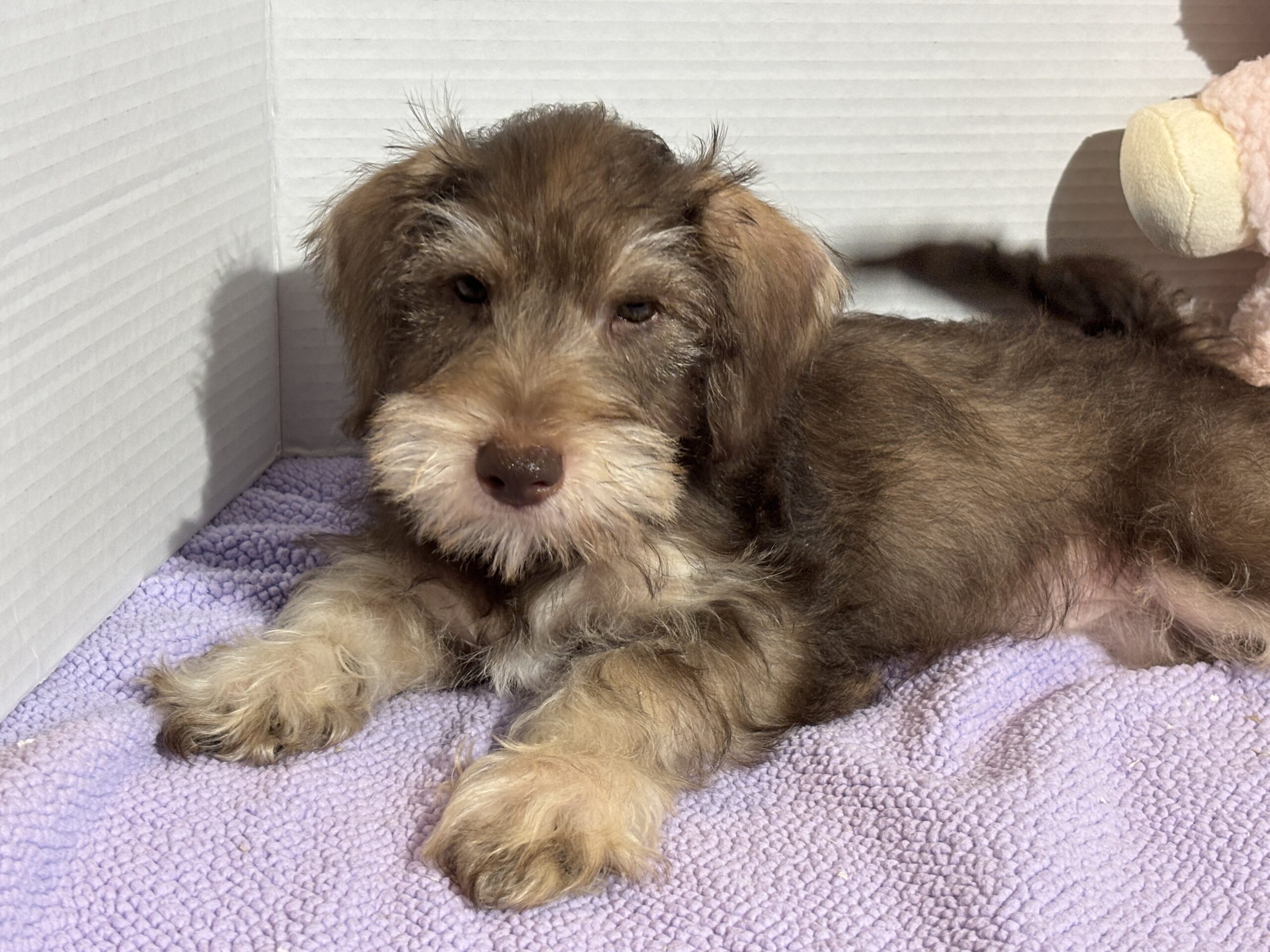 Fiona – Miniature Schnauzer SALE!!